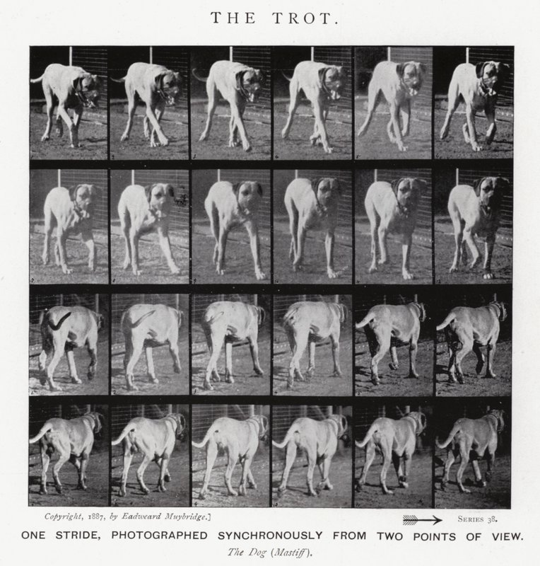 Eadweard Muybridge: The Trot (s/b fotoğraf) by Eadweard Muybridge