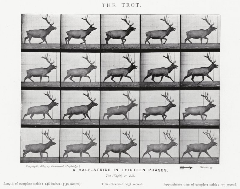 Eadweard Muybridge: The Trot (s/b fotoğraf) by Eadweard Muybridge