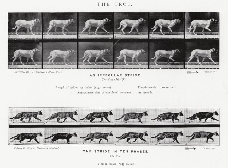 Eadweard Muybridge: The Trot (s/b fotoğraf) by Eadweard Muybridge
