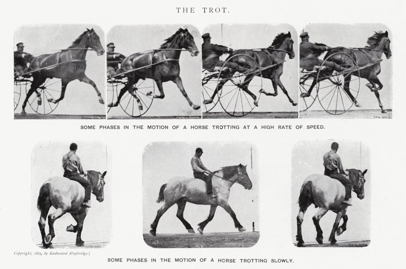 Eadweard Muybridge: The Trot (s/b fotoğraf) by Eadweard Muybridge