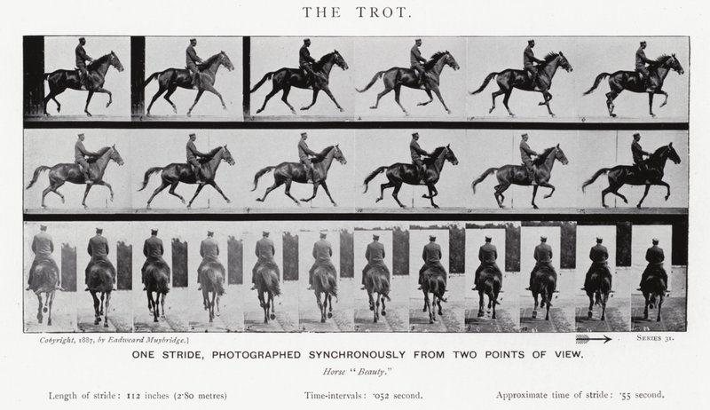 Eadweard Muybridge: The Trot (s/b fotoğraf) by Eadweard Muybridge