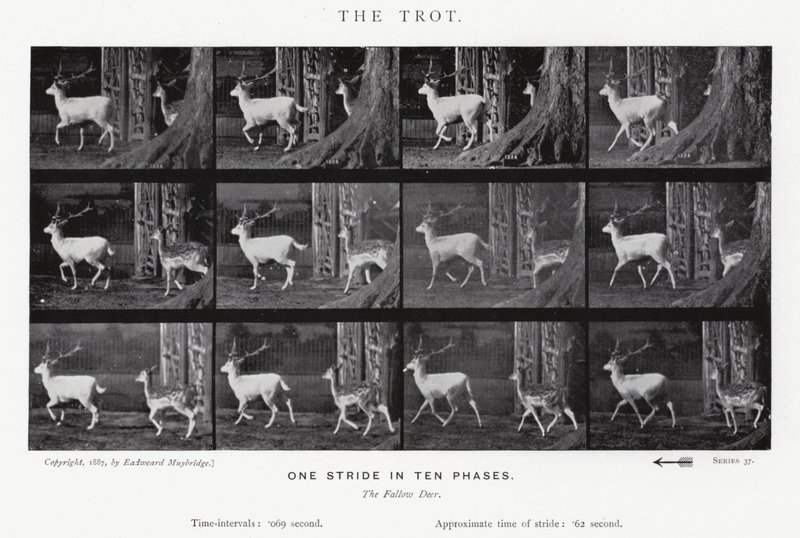 Eadweard Muybridge: The Trot (s/b fotoğraf) by Eadweard Muybridge