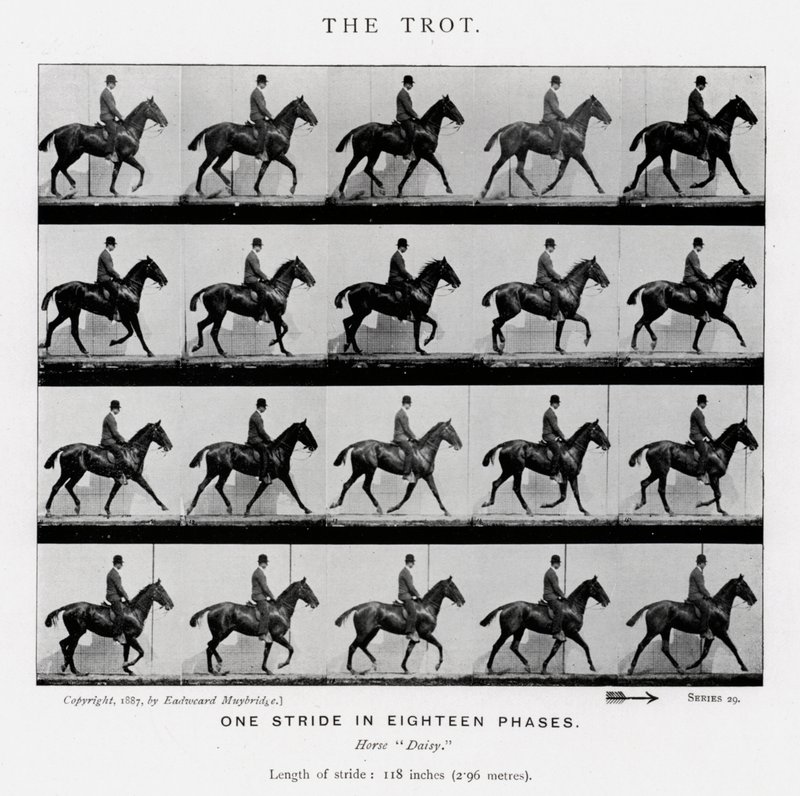 Eadweard Muybridge: Trot by Eadweard Muybridge