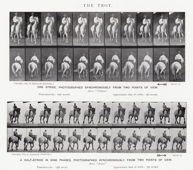 Eadweard Muybridge: Trot by Eadweard Muybridge