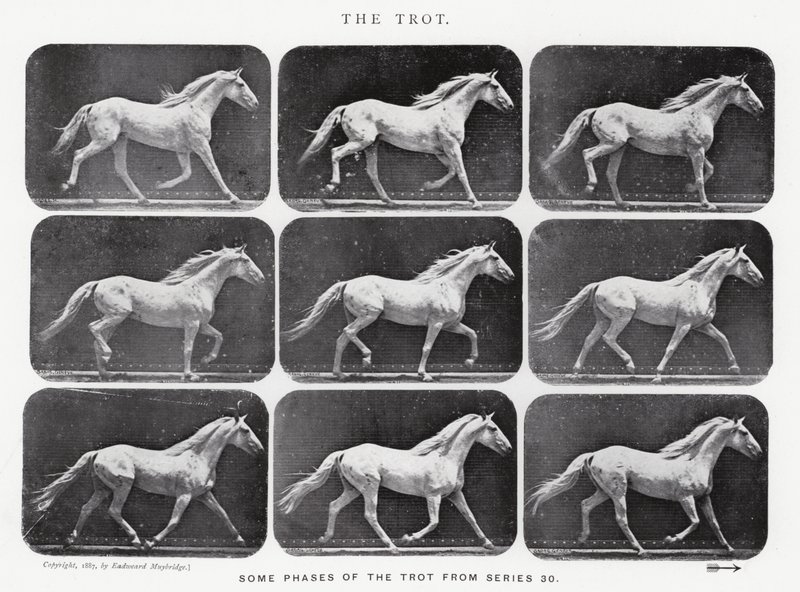 Eadweard Muybridge: Trot by Eadweard Muybridge