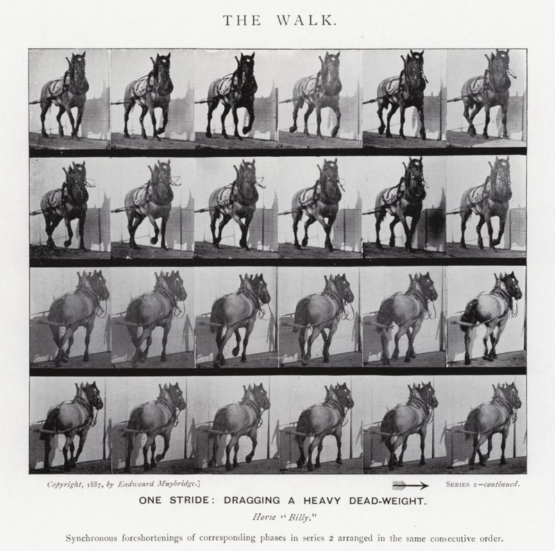 Eadweard Muybridge: Yürüyüş (s/b fotoğraf) by Eadweard Muybridge