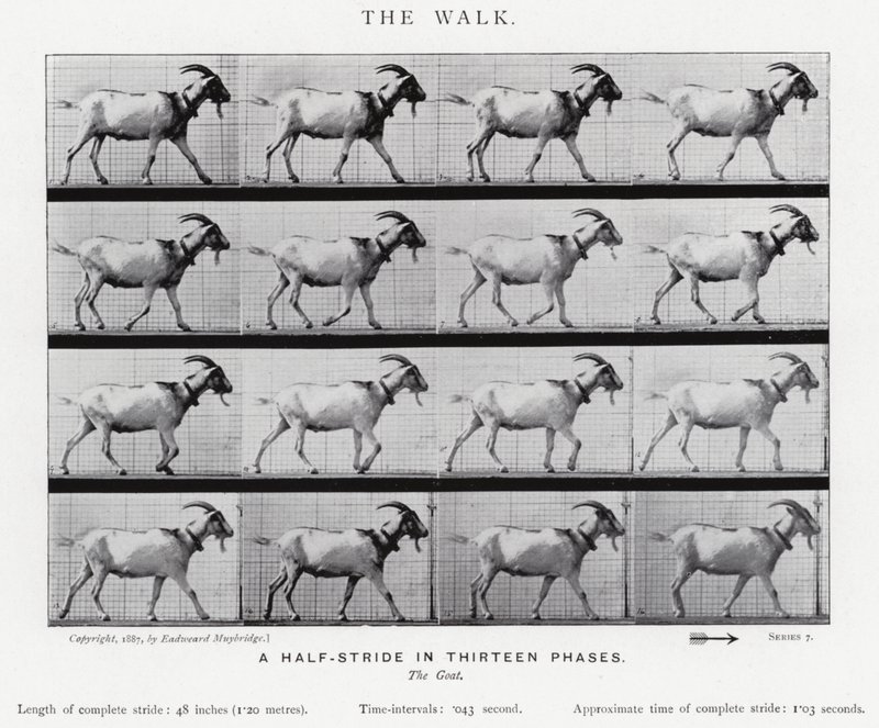 Eadweard Muybridge: Yürüyüş (s/b fotoğraf) by Eadweard Muybridge