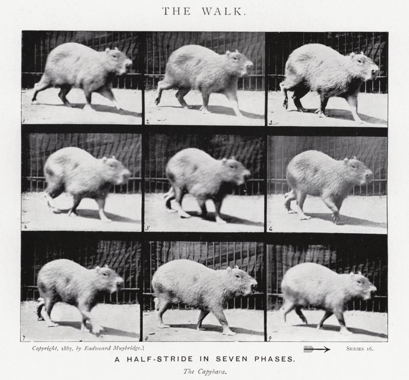 Eadweard Muybridge: Yürüyüş (s/b fotoğraf) by Eadweard Muybridge