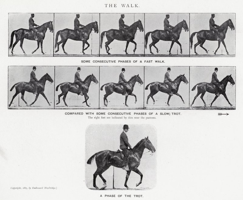 Eadweard Muybridge: Yürüyüş (s/b fotoğraf) by Eadweard Muybridge
