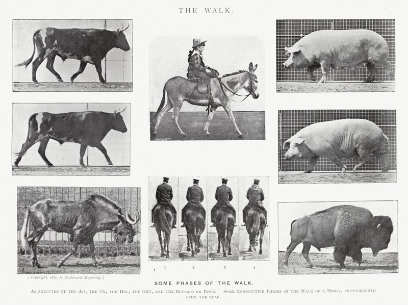 Eadweard Muybridge: Yürüyüş (s/b fotoğraf) by Eadweard Muybridge