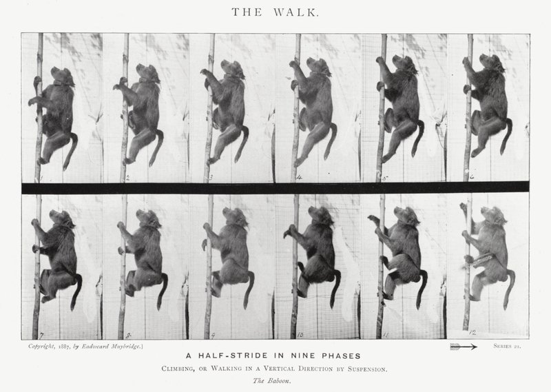 Eadweard Muybridge: Yürüyüş (s/b fotoğraf) by Eadweard Muybridge
