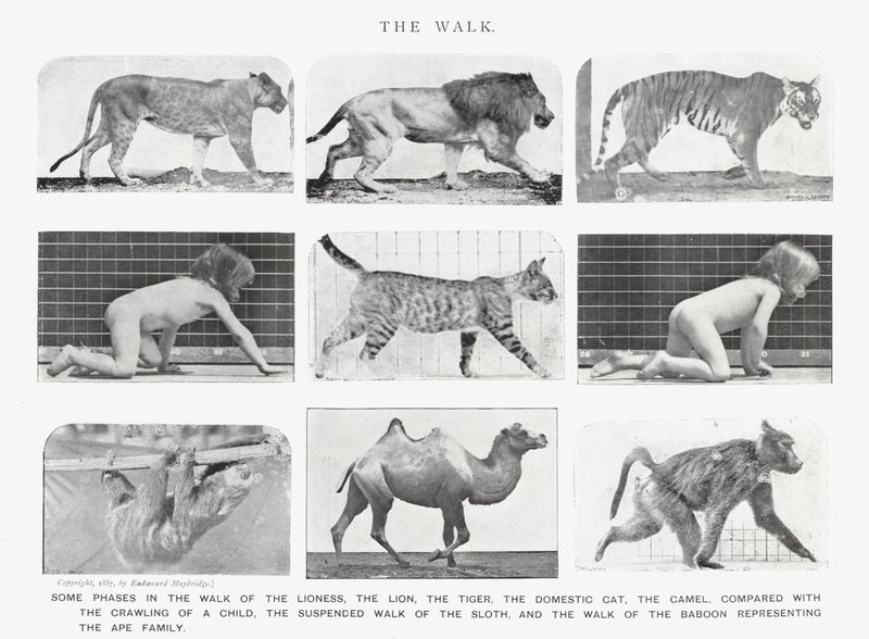 Eadweard Muybridge: Yürüyüş (s/b fotoğraf) by Eadweard Muybridge