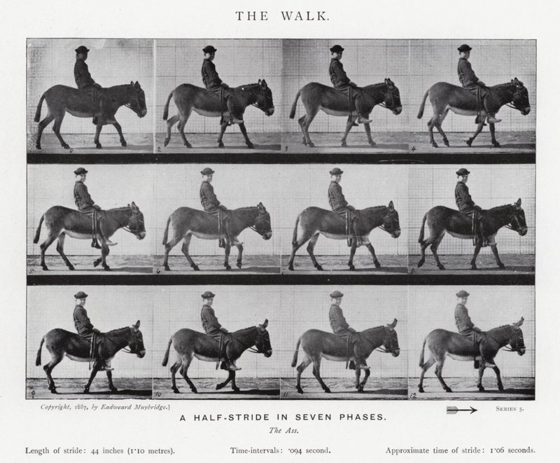 Eadweard Muybridge: Yürüyüş (s/b fotoğraf) by Eadweard Muybridge
