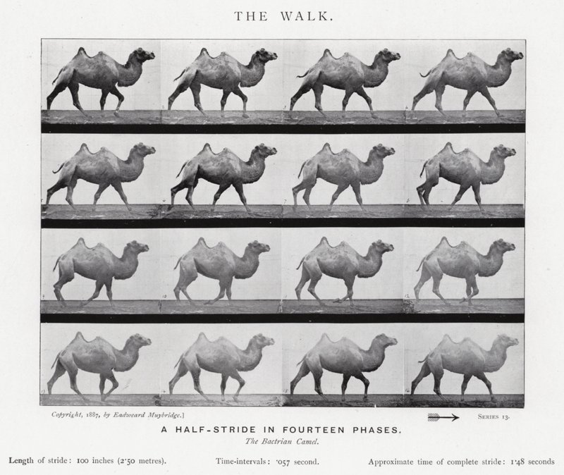Eadweard Muybridge: Yürüyüş (s/b fotoğraf) by Eadweard Muybridge