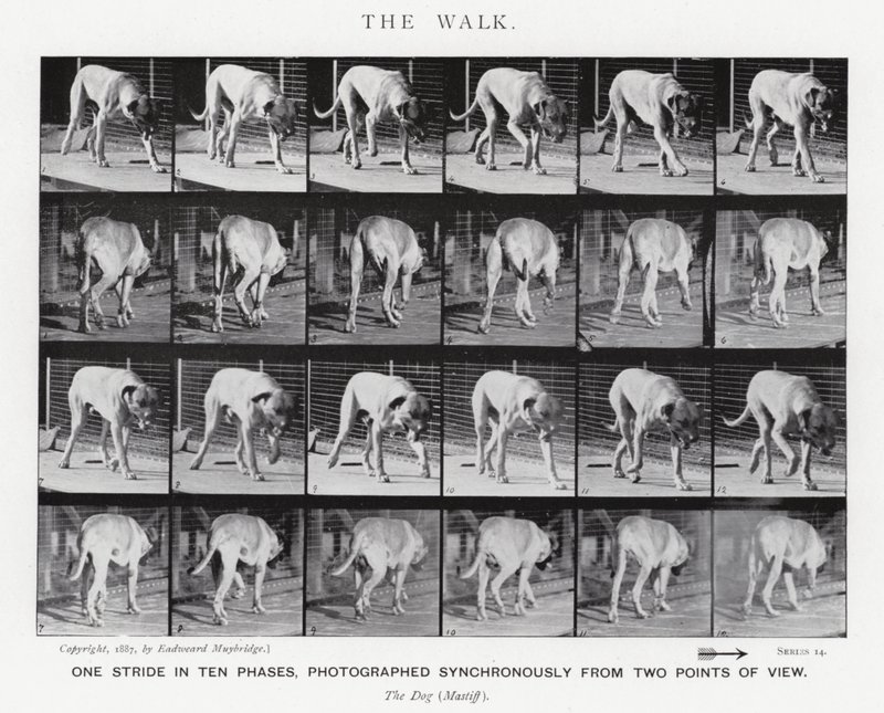 Eadweard Muybridge: Yürüyüş (s/b fotoğraf) by Eadweard Muybridge