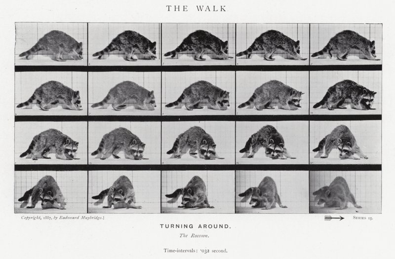 Eadweard Muybridge: Yürüyüş (s/b fotoğraf) by Eadweard Muybridge