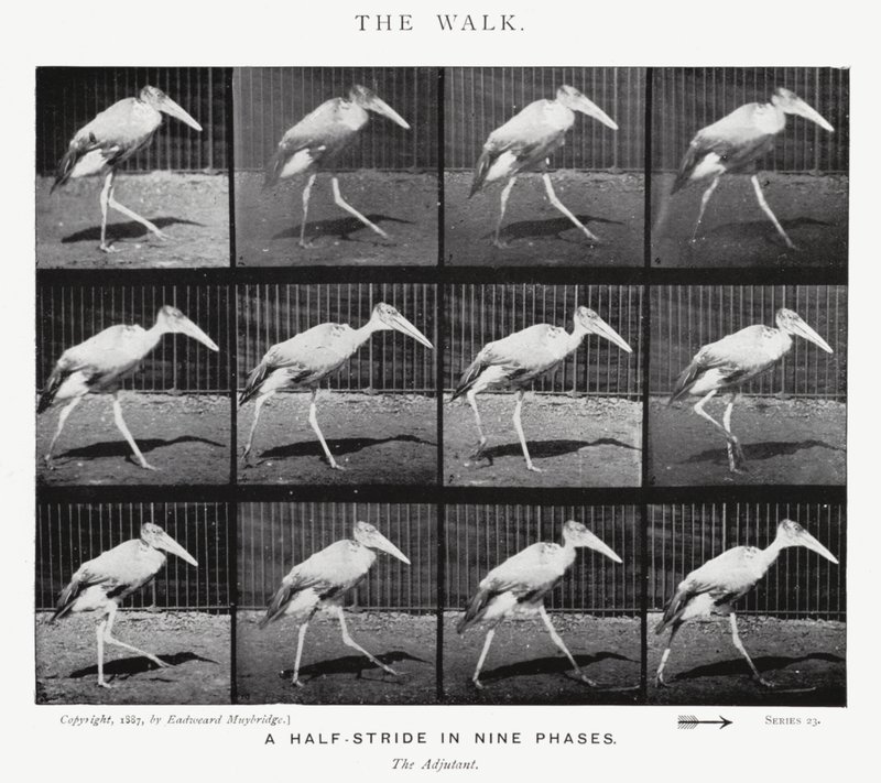 Eadweard Muybridge: Yürüyüş (s/b fotoğraf) by Eadweard Muybridge