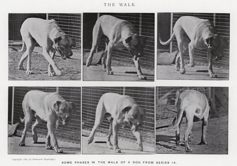Eadweard Muybridge: Yürüyüş (s/b fotoğraf) by Eadweard Muybridge