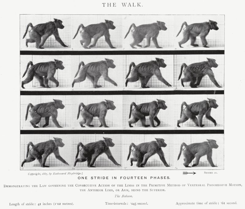 Eadweard Muybridge: Yürüyüş (s/b fotoğraf) by Eadweard Muybridge