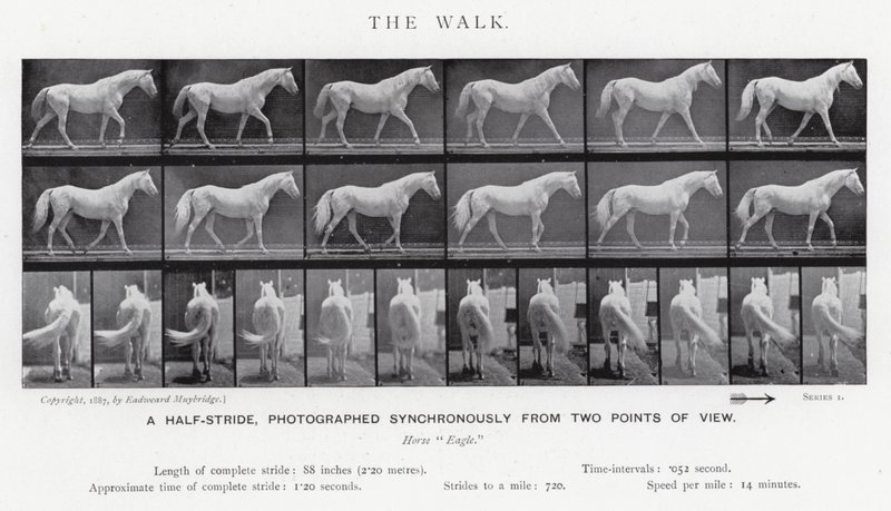 Eadweard Muybridge: Yürüyüş (s/b fotoğraf) by Eadweard Muybridge