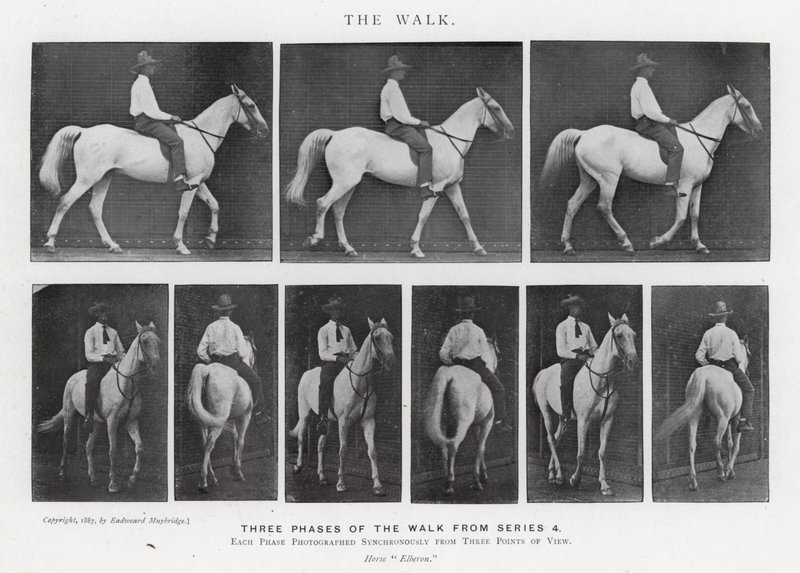 Eadweard Muybridge: Yürüyüş (s/b fotoğraf) by Eadweard Muybridge