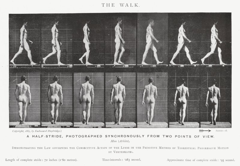 Eadweard Muybridge: Yürüyüş (s/b fotoğraf) by Eadweard Muybridge