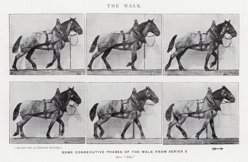 Eadweard Muybridge: Yürüyüş (s/b fotoğraf) by Eadweard Muybridge