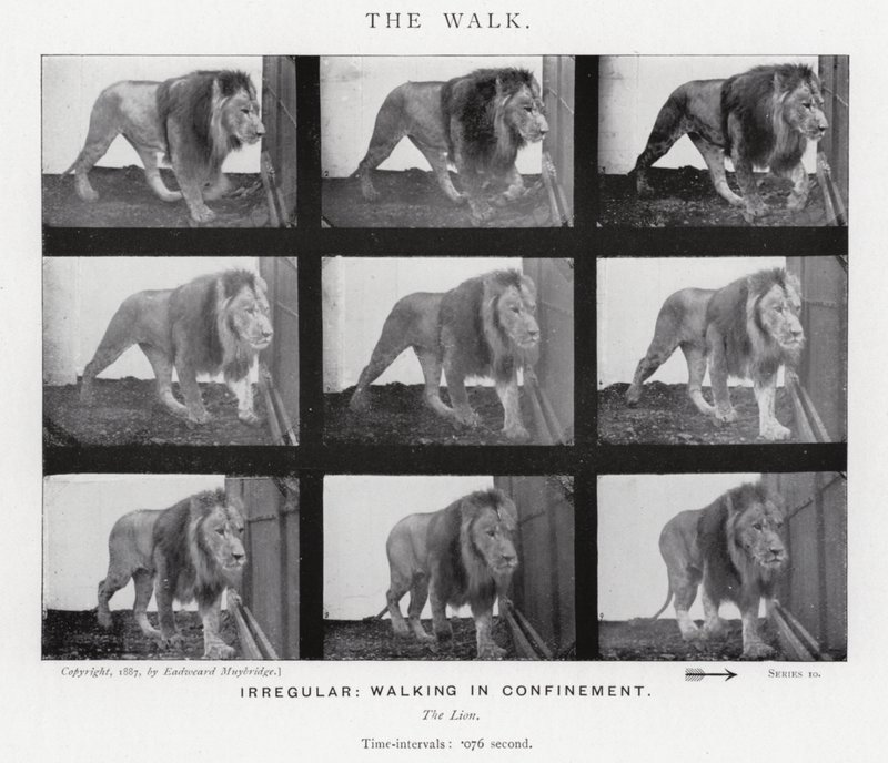 Eadweard Muybridge: Yürüyüş (s/b fotoğraf) by Eadweard Muybridge