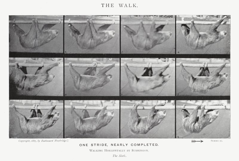 Eadweard Muybridge: Yürüyüş (s/b fotoğraf) by Eadweard Muybridge