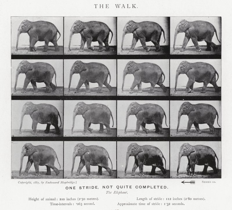 Eadweard Muybridge: Yürüyüş by Eadweard Muybridge