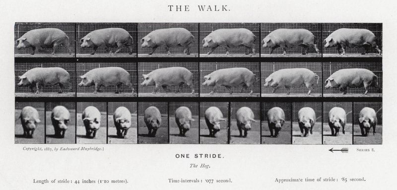 Eadweard Muybridge: Yürüyüş by Eadweard Muybridge
