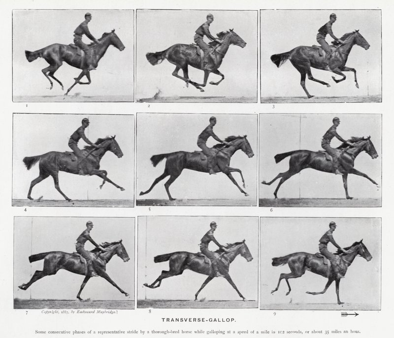 Eadweard Muybridge: Enine Dörtnala (s/b fotoğraf) by Eadweard Muybridge