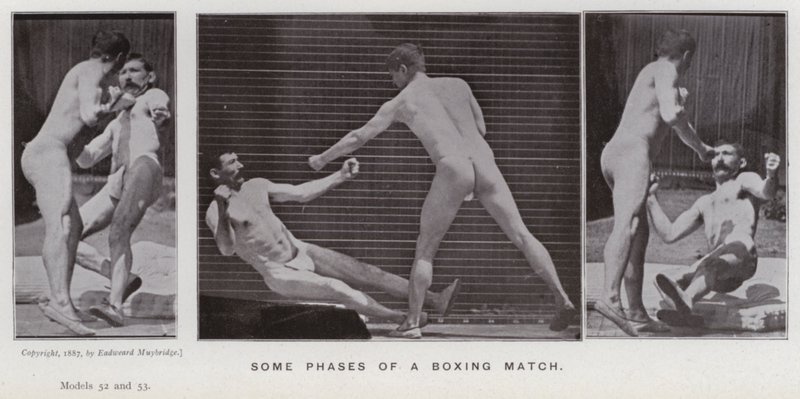 Hareket Halindeki İnsan Figürü: Bir boks maçının bazı aşamaları (s/b fotoğraf) by Eadweard Muybridge