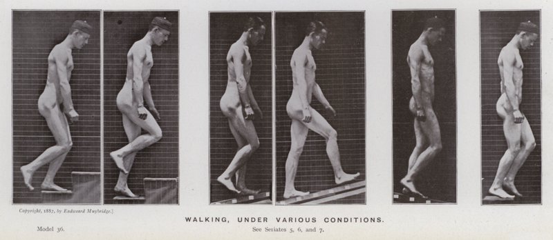 Hareket Halindeki İnsan Figürü: Yürüyen, çeşitli koşullar altında (s/b fotoğraf) by Eadweard Muybridge