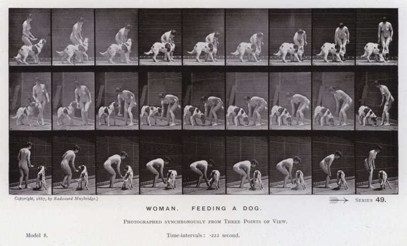 Hareket Halindeki İnsan Figürü: Köpeği besleyen kadın (s/b fotoğraf) by Eadweard Muybridge