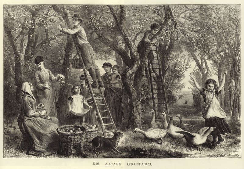 ಆಪಲ್ ಆರ್ಚರ್ಡ್ ಟರ್ಕ್ by Ebenezer Newman Downard