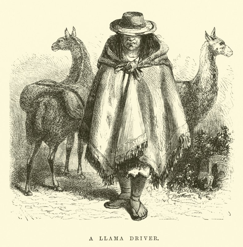 A Llama driver  by Edouard Riou