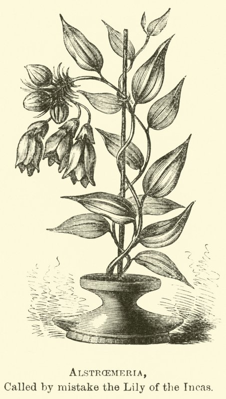 Alstroemeria, yitwa ikosa Lily ya Incas by Edouard Riou