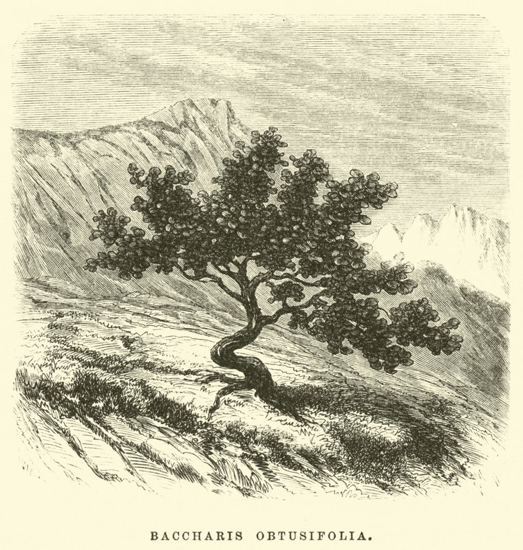 Baccharis obtusifolia  by Edouard Riou