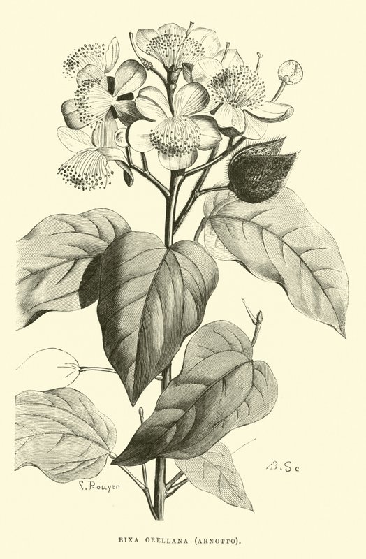 Bixa orellana, Arnotto by Edouard Riou