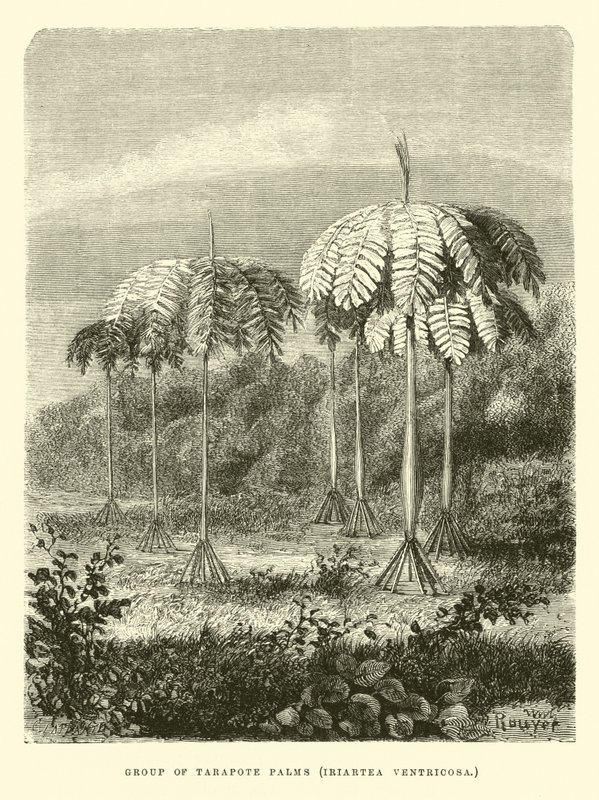 Tarapote Palms Grubu, Iriartea ventricosa by Edouard Riou