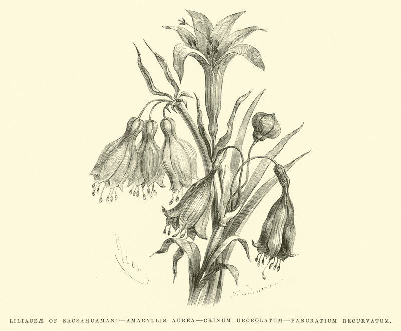 Sacsahuaman Liliaceae, Amaryllis aurea, Crinum urceolatum, Pancratium recurvatum by Edouard Riou