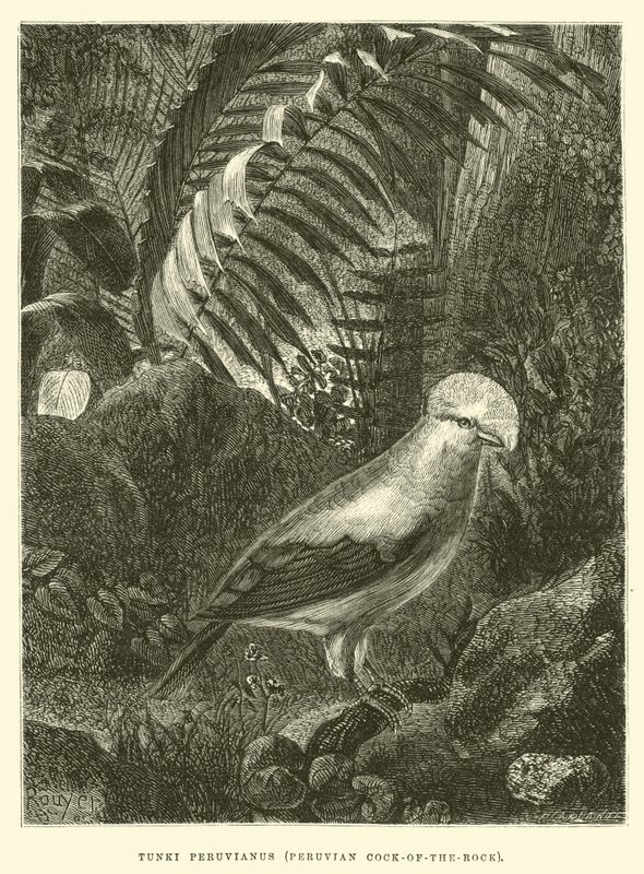 Tunki Peruvianus, Perulu Kaya Horozu by Edouard Riou