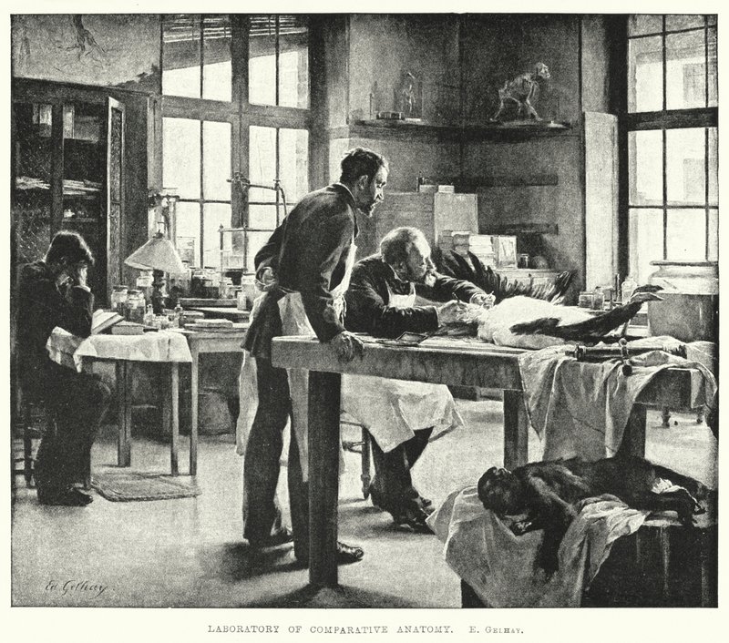 Karşılaştırmalı anatomi laboratuvarı (gravür) by Edouard Gelhay