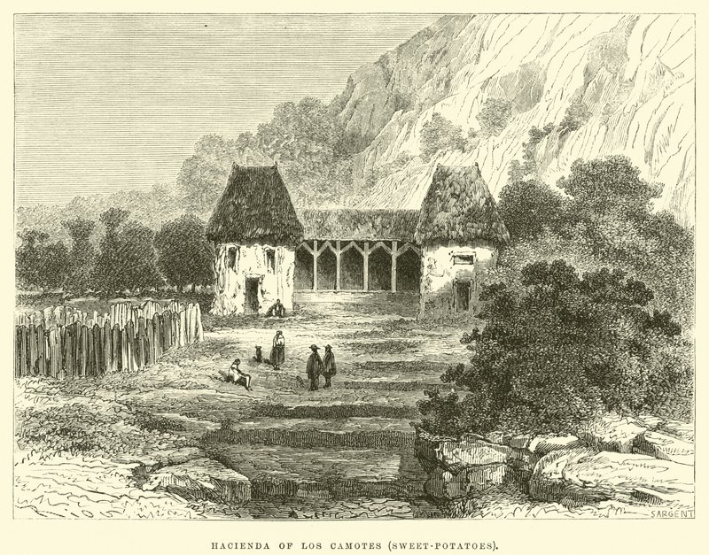 Los Camotes Hacienda, Tatlı patates by Edouard Riou
