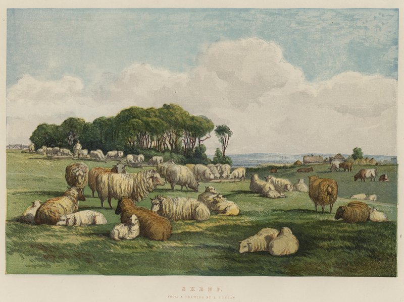 Koyun (kromolitho) by Edward Duncan