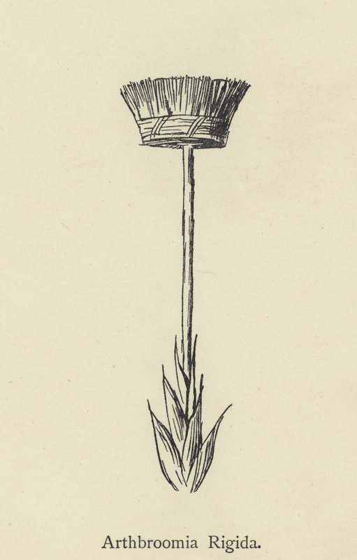 Artbroomia Rigida by Edward Lear