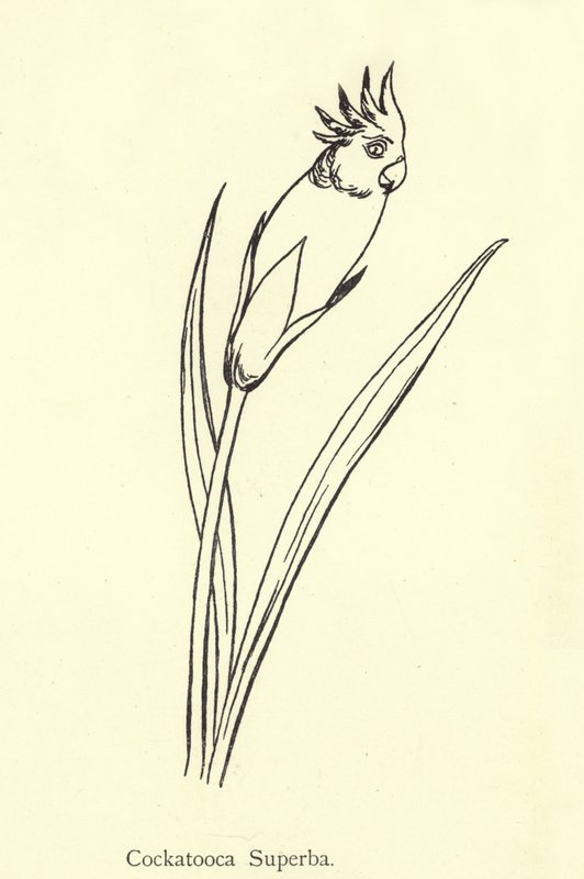 Kakaduka Süperba by Edward Lear