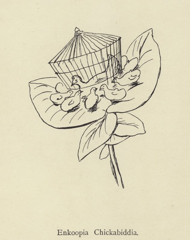 Enkoopia Chickabiddia by Edward Lear