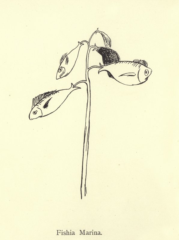 Balık Marinası by Edward Lear